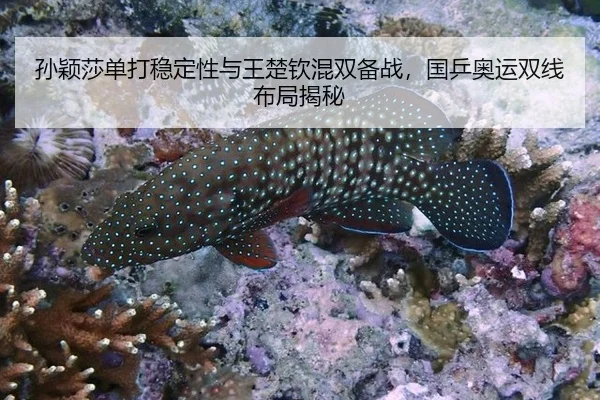 sun-ying-sha-dan-da-wen-ding-xing-yu-wang-chu-qin-hun-shuang-bei-zhan-guo-ping-ao-yun-shuang-xian-bu-ju-jie-mi-2-326.jpg